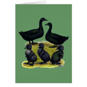 Familia de patos Cayuga