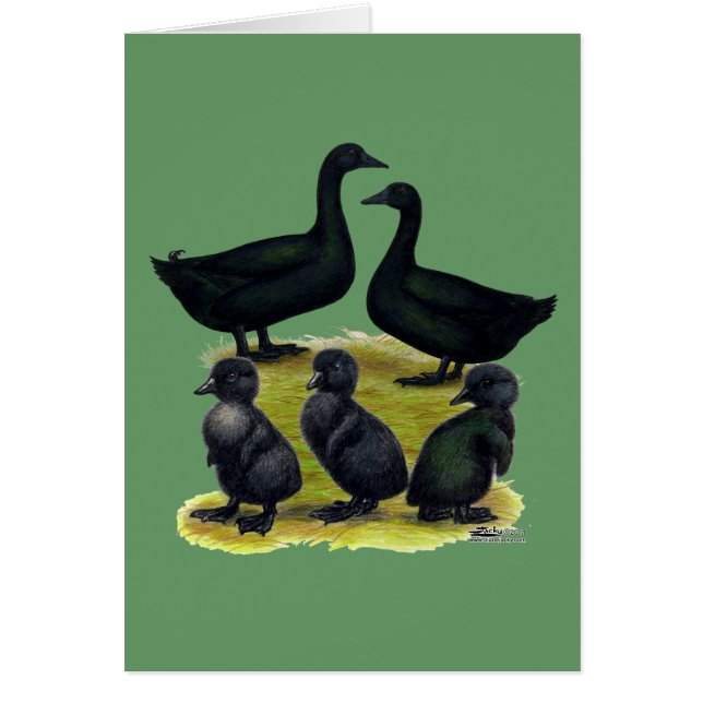 Familia de patos Cayuga (Frente)