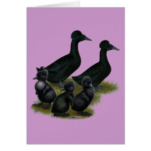 Familia de patos crestado negro