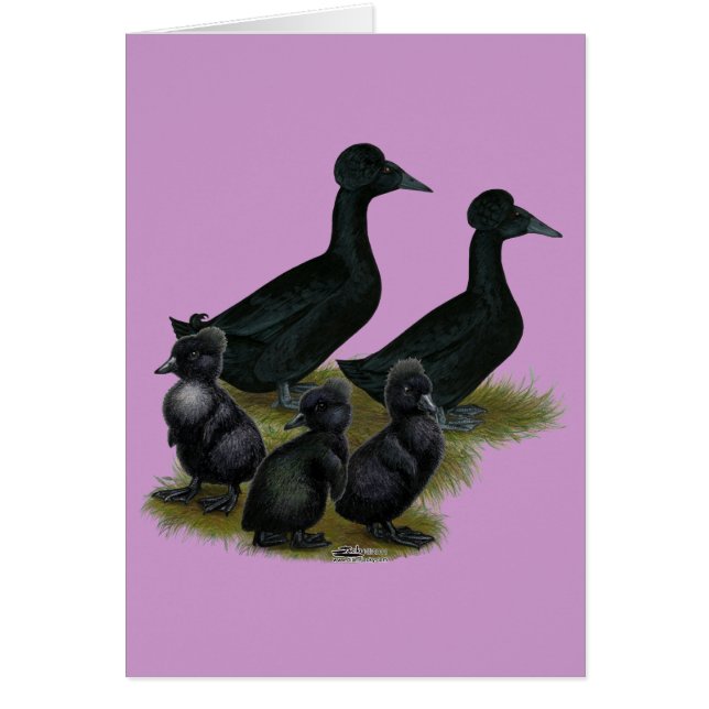 Familia de patos crestado negro (Frente)