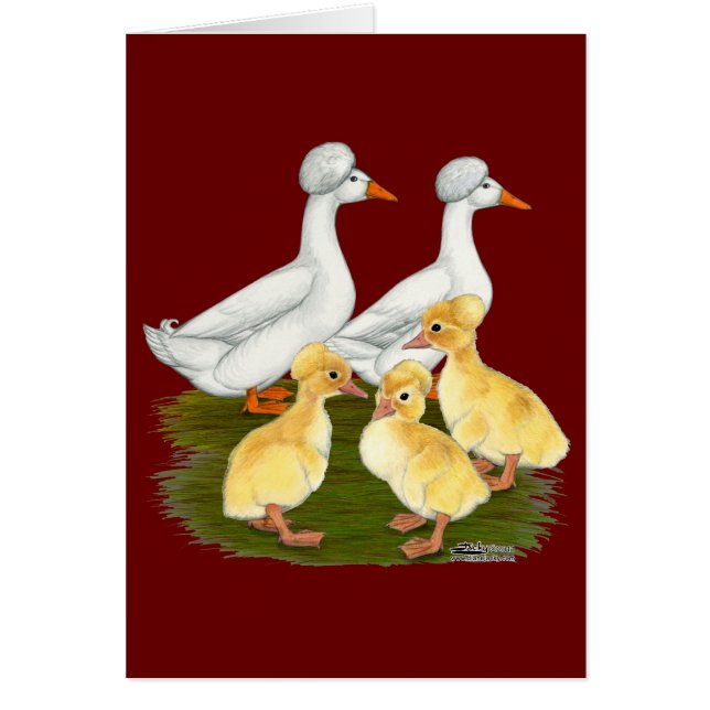 Familia de patos crestados (Frente)
