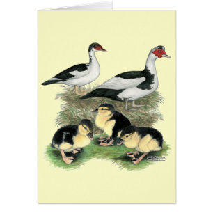 Familia de patos Muscovy de patas negras