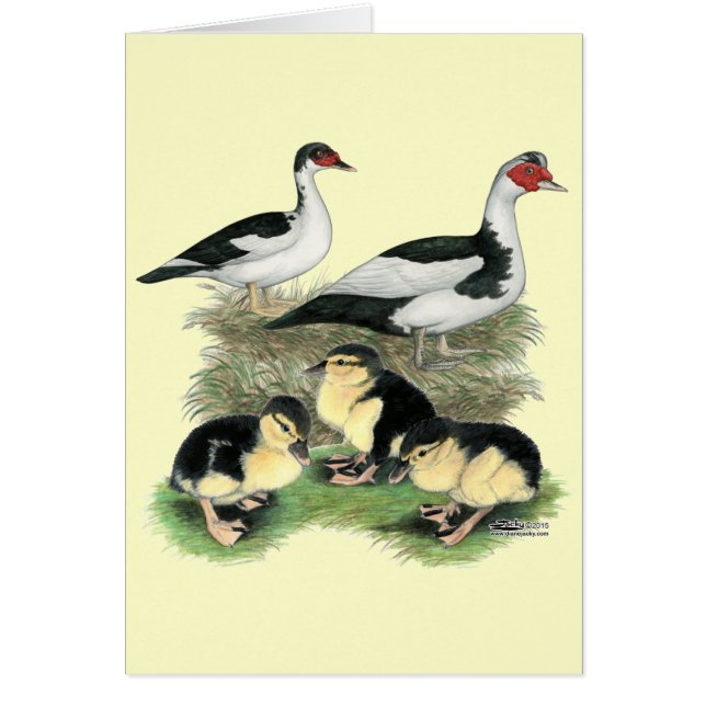 Familia de patos Muscovy de patas negras (Frente)