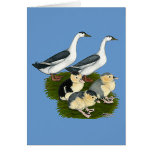 Familia de patos Urraca Azul