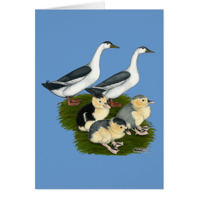 Familia de patos Urraca Azul (Frente)