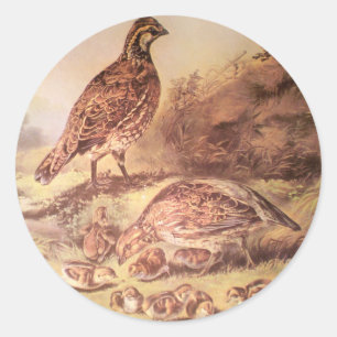 Familia de Pegatina Quail