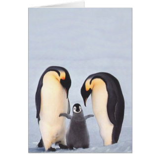 Familia de Penquin