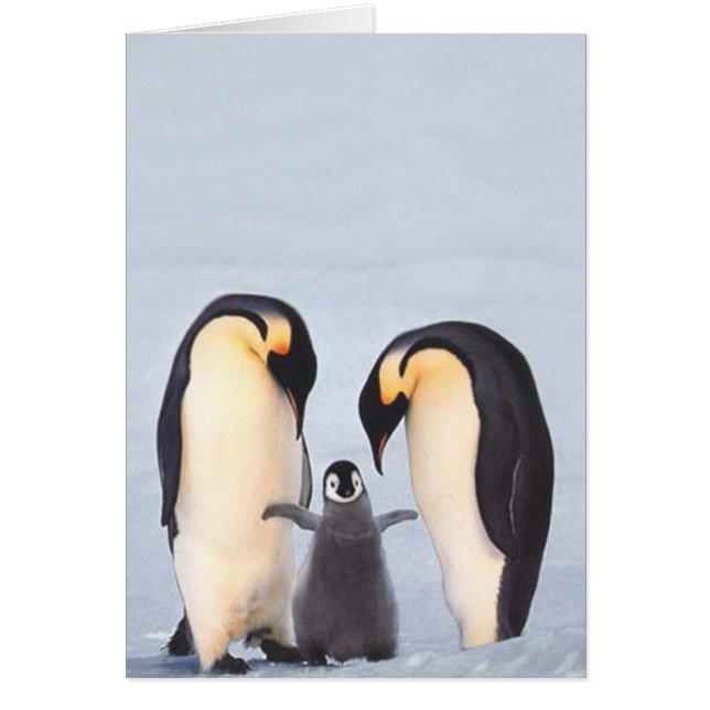 Familia de Penquin (Frente)