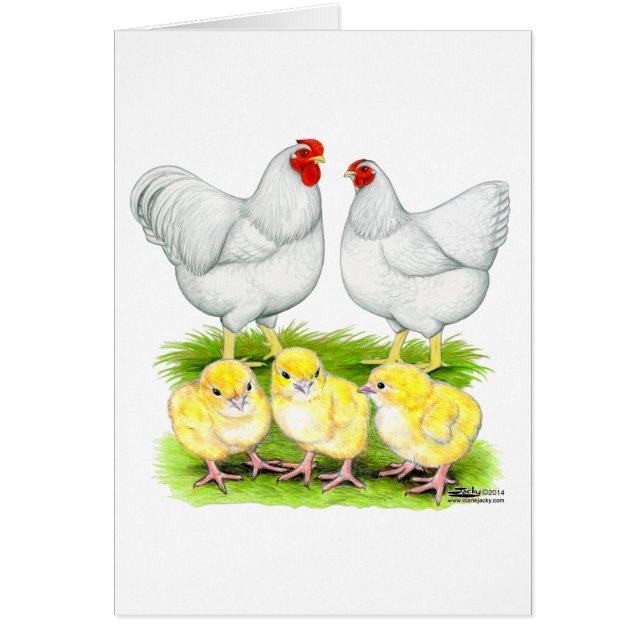 Familia de Pollos Blancos Wyandotte (Frente)