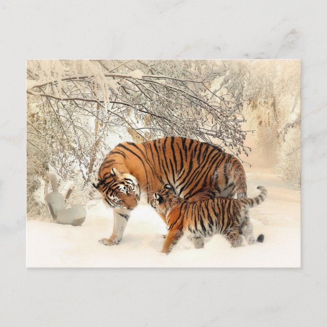 Familia de tigres en postales de invierno (Anverso)