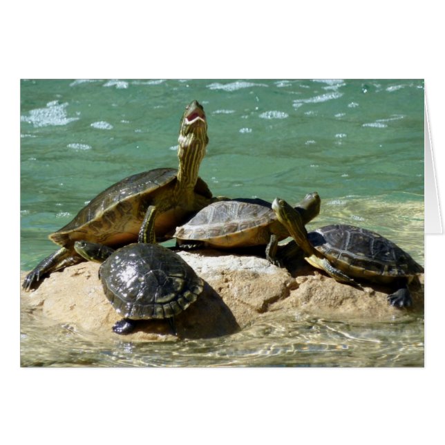 Familia de tortugas (Anverso (Horizontal))