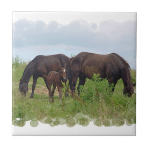 Familia del caballo que pasta la teja