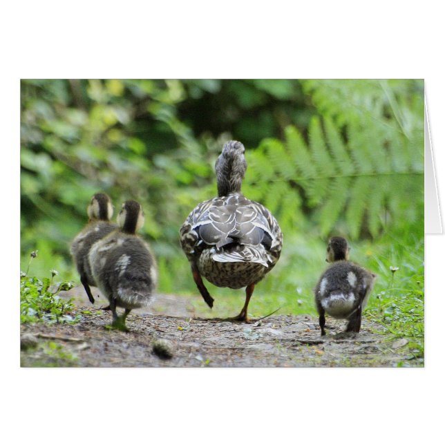 Familia Duck (Anverso (Horizontal))