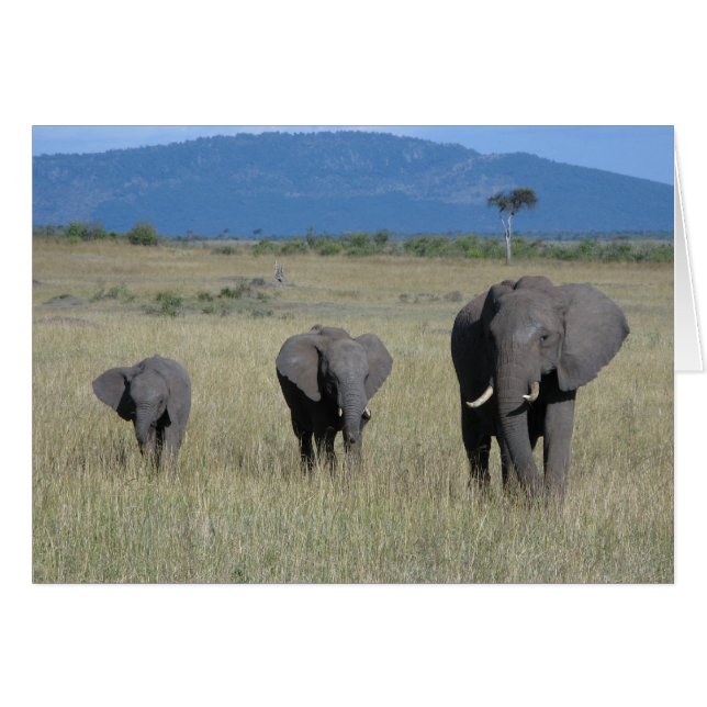Familia Elephant (Anverso (Horizontal))