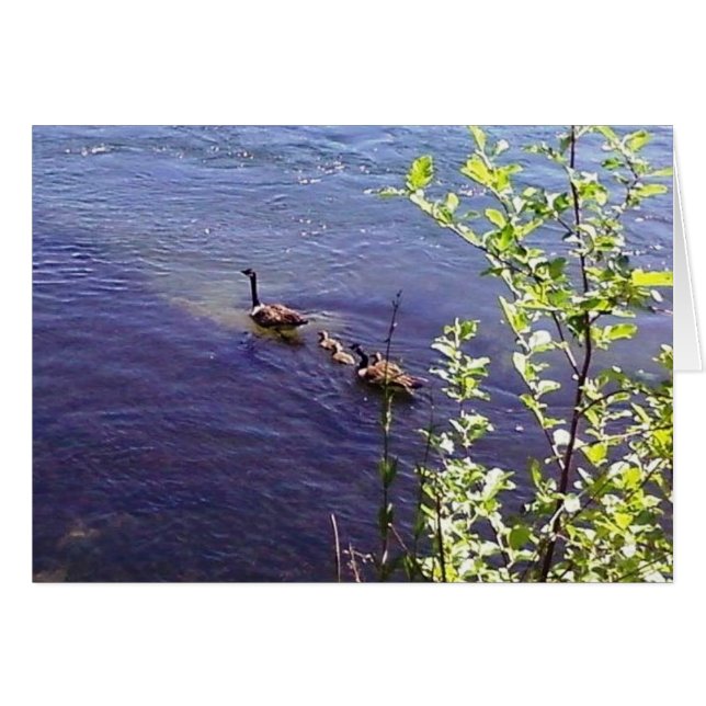 Familia Geese de Canadá (Anverso (Horizontal))