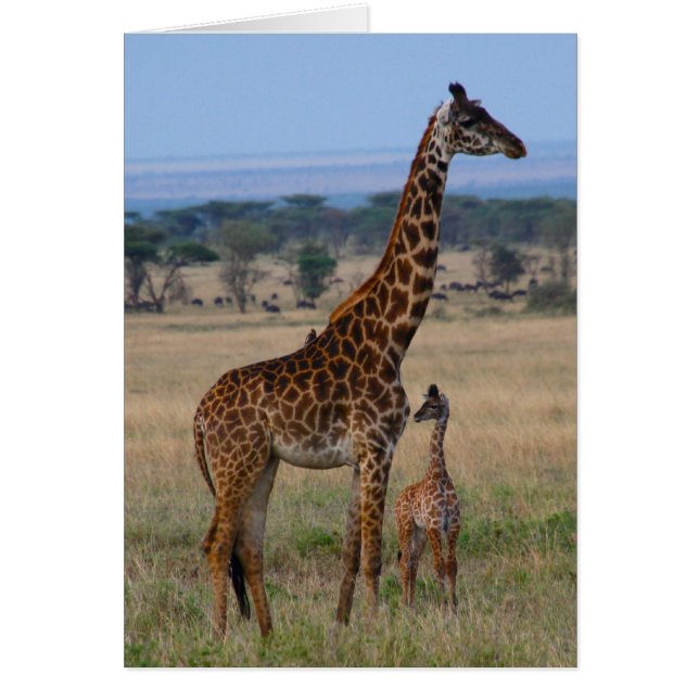 Familia Giraffe (Frente)