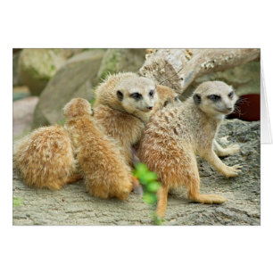 Familia Meerkat - Tarjeta