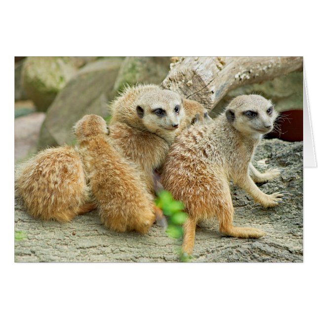 Familia Meerkat - Tarjeta (Anverso (Horizontal))