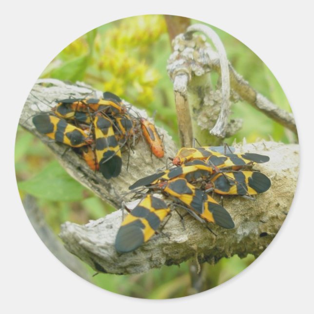 Familia Milkweed Bugs #1 Pegatinas (Anverso)
