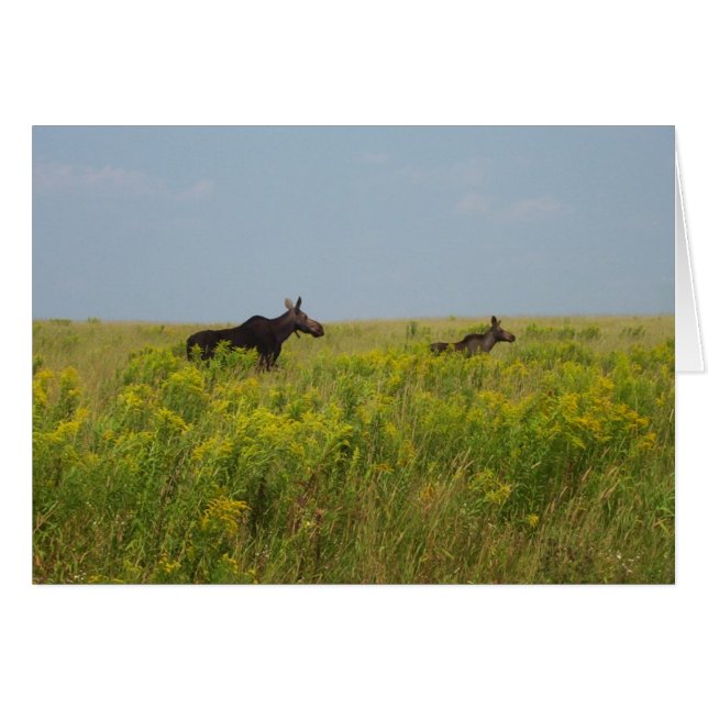 Familia Moose (Anverso (Horizontal))