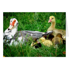 Familia Muscovy