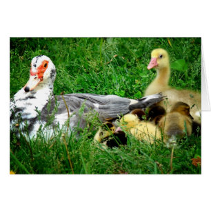Familia Muscovy
