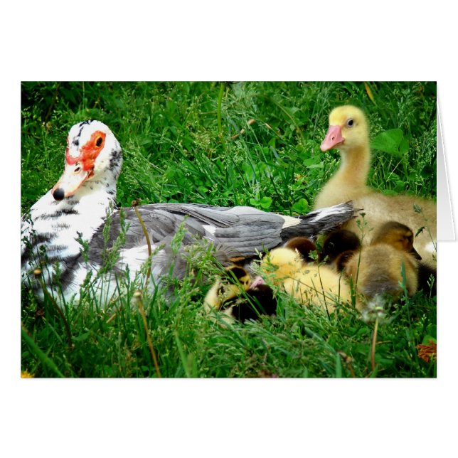 Familia Muscovy (Anverso (Horizontal))