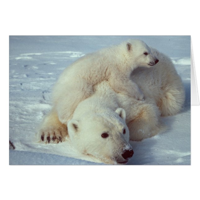 Familia Oso Polar Blanco (Anverso (Horizontal))