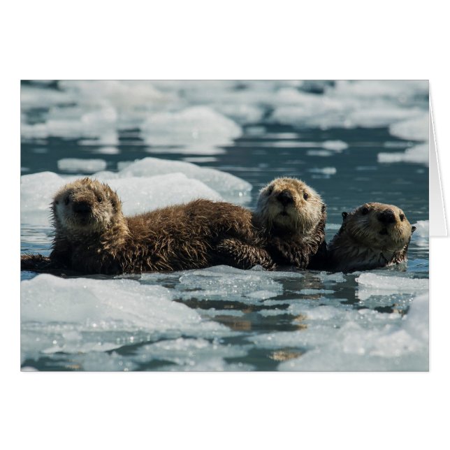 Familia Sea Otter (Anverso (Horizontal))
