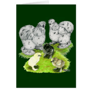 Familia Silkie Bantam Splash