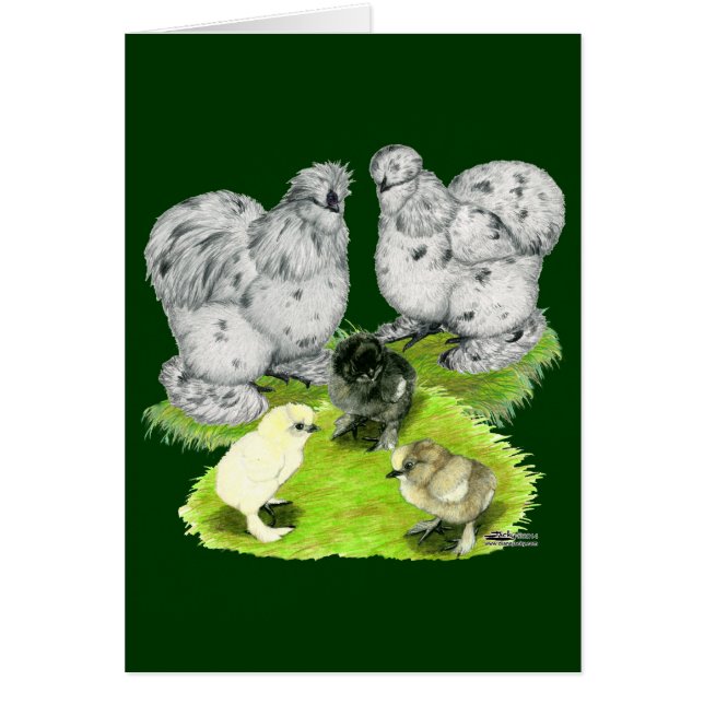 Familia Silkie Bantam Splash (Frente)
