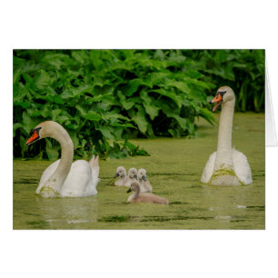 Familia Swan