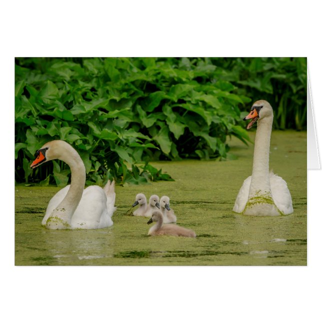 Familia Swan (Anverso (Horizontal))