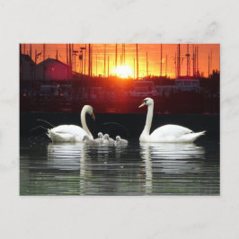Familia Swan en Harbour Cust. postal BG DIY