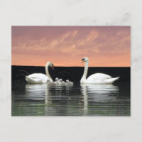 Familia Swan en Harbour Sky Cust. postal BG DIY