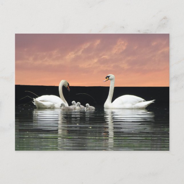 Familia Swan en Harbour Sky Cust. postal BG DIY (Anverso)