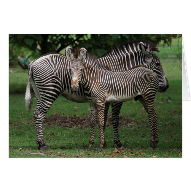 Familia Zebra (Anverso (Horizontal))