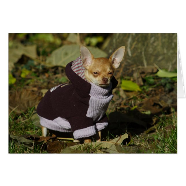 Fancy Chihuahua (Anverso (Horizontal))