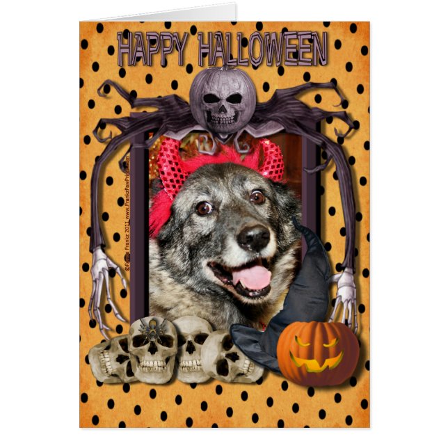 Fancy - Elkhound noruego - Salsman (Frente)