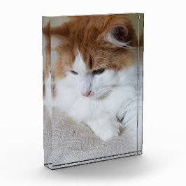 (Fancy felino) Contemplación gitana: foto de gato