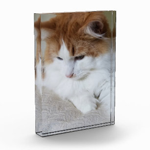 (Fancy felino) Contemplación gitana: foto de gato