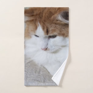 (Fancy felino) Contemplación gitana: foto de gato