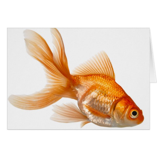 Fancy Goldfish (Anverso (Horizontal))