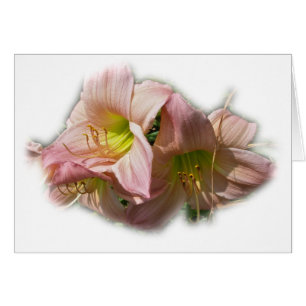 Fancy Pink Daylilies