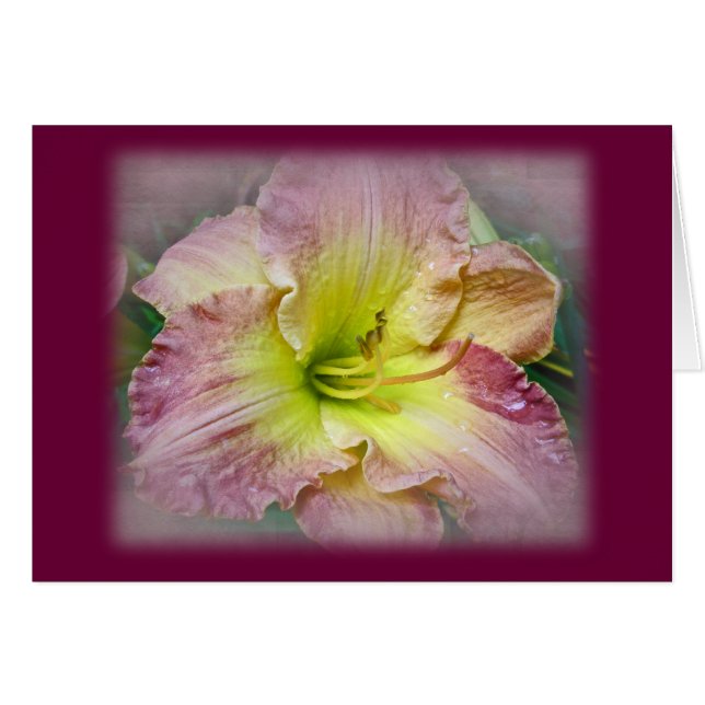 Fancy Pink Daylily Blossom (Anverso (Horizontal))
