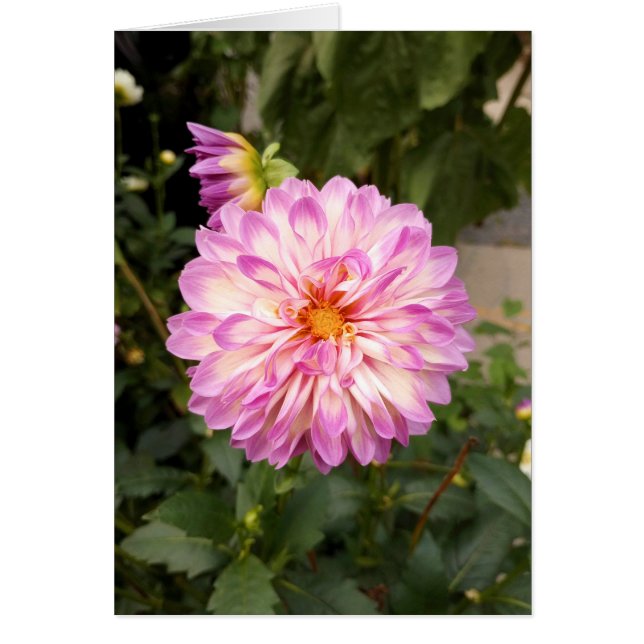 Fancy Purple and White Dahlia Blank Card (Frente)