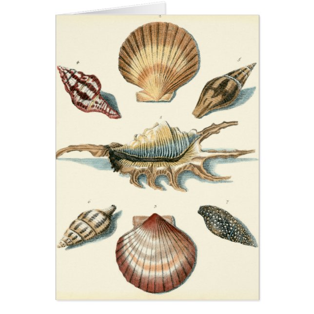 Fancy Shell Beach (Frente)