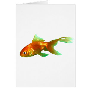 Fancy tail oranda goletina