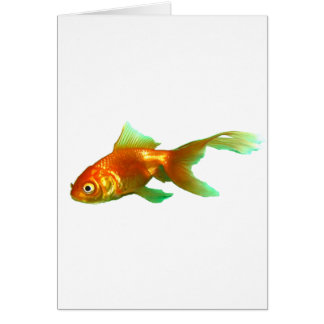 Fancy tail oranda goletina