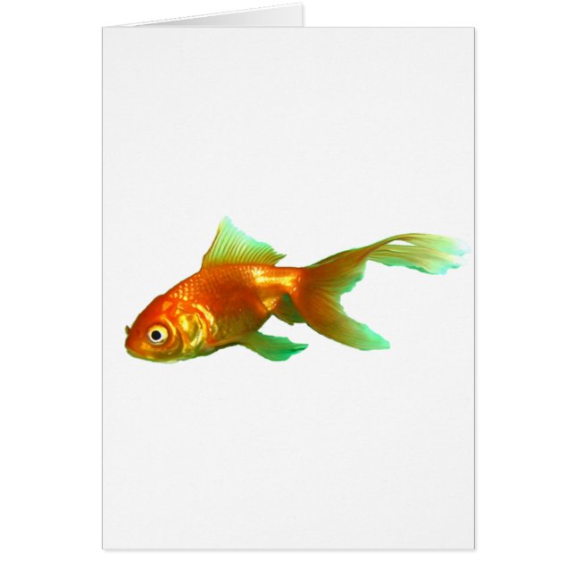 Fancy tail oranda goletina (Frente)